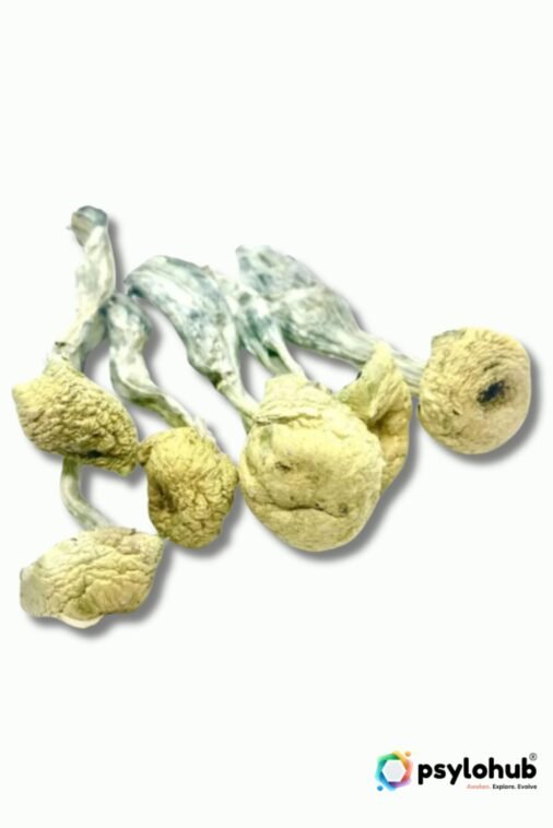 Mazatepec Mushrooms