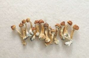 Cubensis Mushrooms