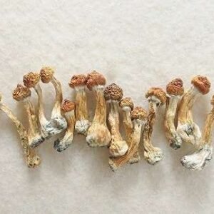Cubensis Mushrooms