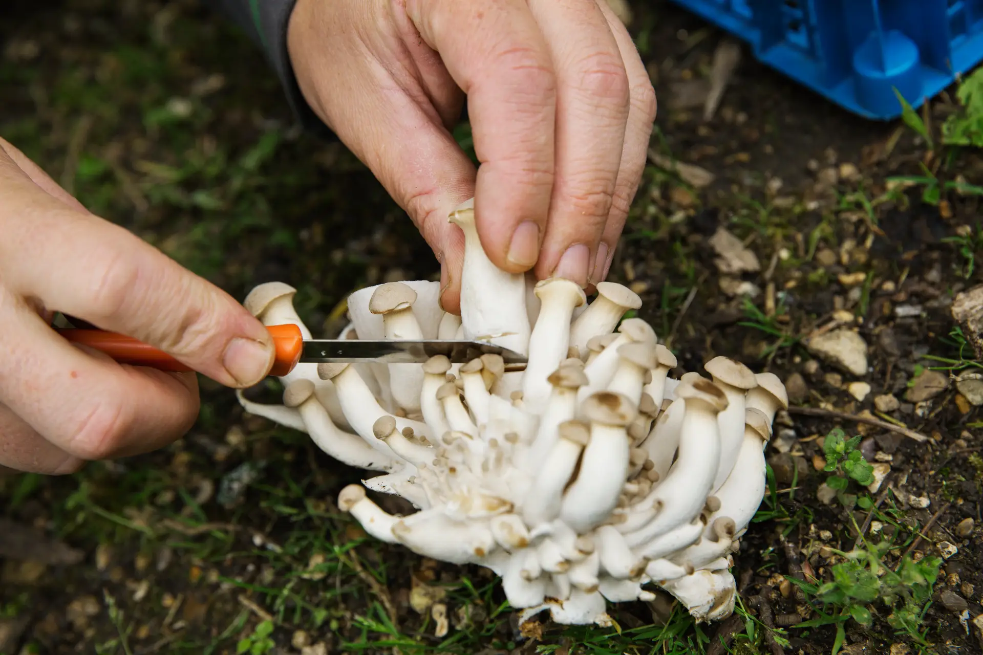 Penis Envy Spores for Cultivators