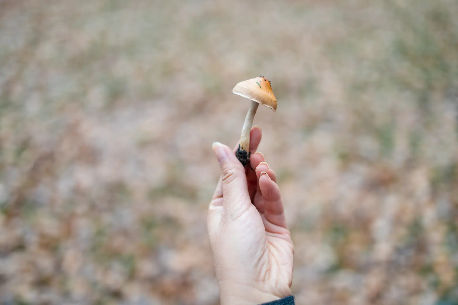 Shroom High Last