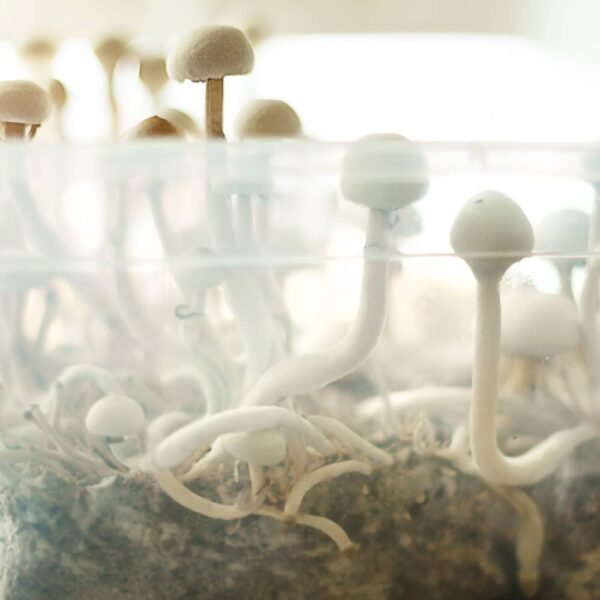 tidal wave grow kit