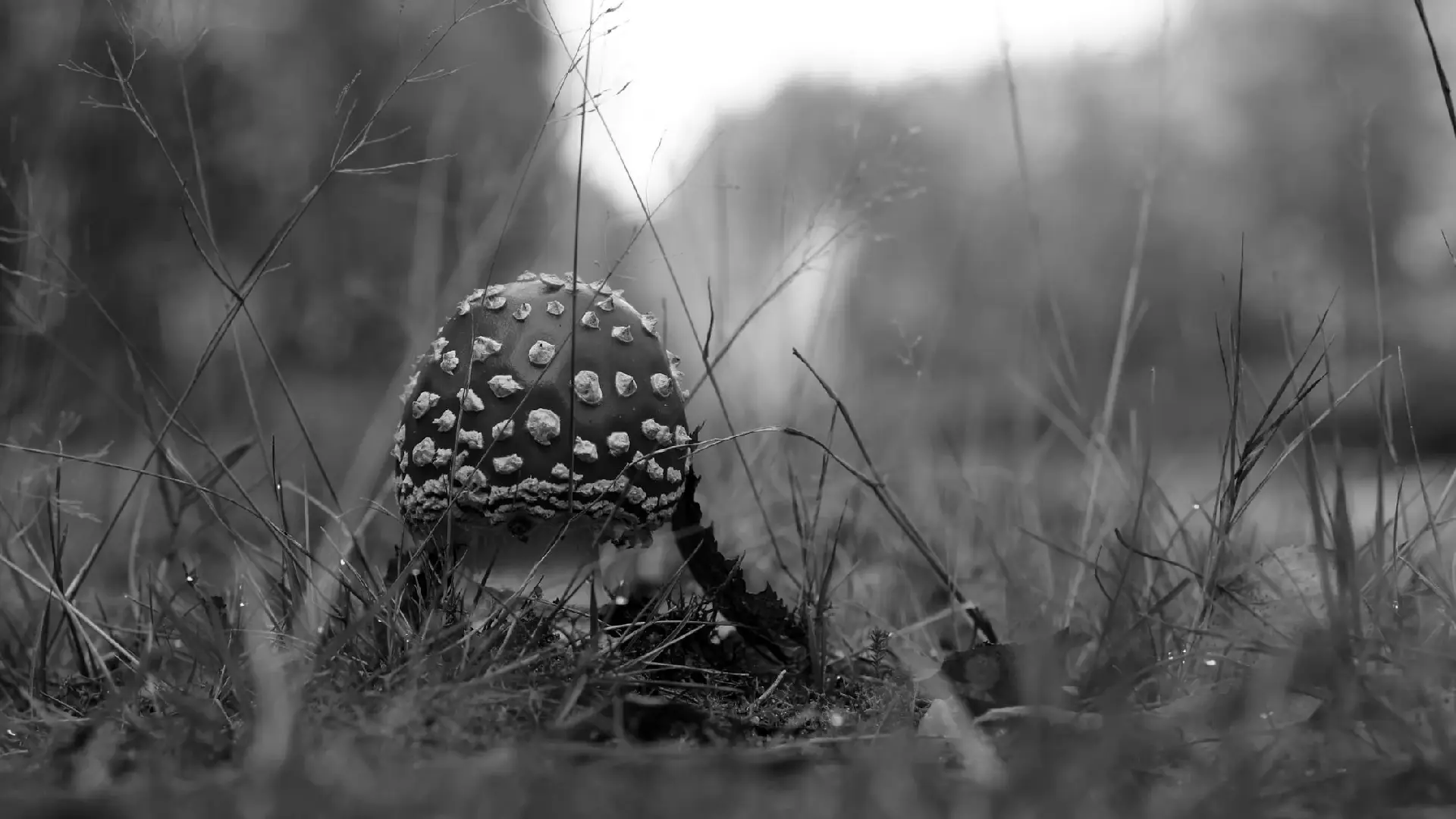 buy magic mushrooms